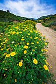 Wildflowers in Harmon Canyon Preserve, Ventura, California, USA