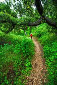 Woman hiking through coast live oaks in Harmon Canyon Preserve, Ventura, California, USA. (MR)