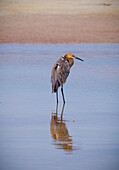USA, Florida, Fort de Soto, a Reddish Egret standing in the water in early morning golden light with reflection