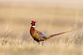 Male pheasant at Bowdoin National Wildlife Refuge near Malta, Montana, USA.