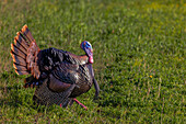 Eastern male wild tom turkey in breeding plumage near Whitefish, Montana, USA.
