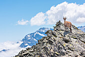 Steinbock auf dem Gipfel, Punta Bes, Valle dell Orco, Gran Paradiso Nationalpark, Italienische Alpen, Provinz Turin, Piemont, Italien