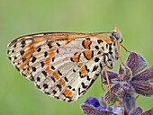 Melitaea didyma, Piemont, Salata, Italien