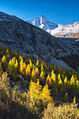 Herbstzeit im Adamello-Park, Avio-Tal in der Provinz Brescia, Lombardei, Italien.