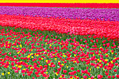 Tulip Fields near Lisse, South Holland, Netherlands