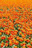 Tulip Fields near Lisse, South Holland, Netherlands