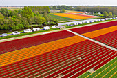Tulip Fields near Lisse, South Holland, Netherlands