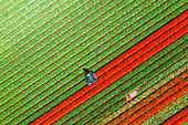 Tulip fields in Schagen near Alkmaar and Den Helder, North Holland, Netherlands
