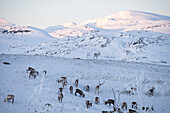 Flock of reindeer in the snow, Abisko, Kiruna Municipality, Norrbotten County, Lapland, Sweden