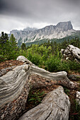 die Wurzeln eines alten Baums umrahmen den Lastoi de Formin, Dolomiti, Unesco-Welterbe, Provinz Belluno, Region Venetien, Italien, Europa