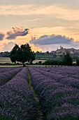 Lavender fields at sunset, Corinaldo, Ancona, Le Marche, Italy, Western Europe