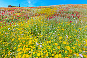 Blühende Wildblumen, Cattolica Eraclea, Bezirk Agrigento, Sizilien, Italien