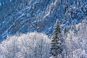 Snow covered trees and cable car from Courmayeur to Plan Checrouit viewed from Courmayeur in winter, Courmayeur, Aosta Valley, Italian Alps, Italy