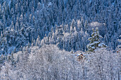 Snow covered trees and Courmayeur to Plan Checrouit cable car viewed from Courmayeur in winter, Courmayeur, Aosta Valley, Italian Alps, Italy