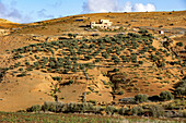 Semi-arid landscape with olive trees near Tazert, Al Haouz province, Morocco