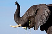 Afrikanischer Buschelefant (Loxodonta africana), Chobe-Fluss, Botsuana