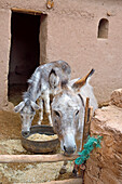 Donkeys at eco-lodge Hara Oasis on River Draa banks in large palm grove, Agdz at foot of Djebel Kissane (Mount Kissane), Draa-Tafilet region, Morocco