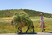 Farmer carrying fodder on donkey back, Rif region, Morocco