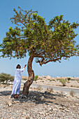 Boswellia sacra (frankincense) (olibanum-tree), Sultanate of Oman