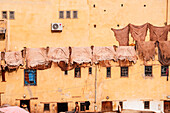Tannery workers overseeing dye pits in a traditional leather tannery, below yellow walls, Fes, Morocco