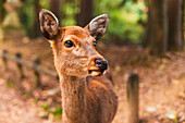 Friedliche Rehe im Wald, Nara, Honshu, Japan