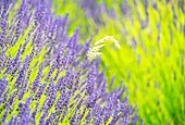 Lavender fields in North Yorkshire, England, United Kingdom