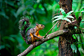 Variegated squirrel (Sciurus variegatoides) climbing on a branch, Costa Rica