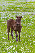 Shetlandpony-Fohlen (Equus ferus caballus) auf den Shetland-Inseln, Schottland, Vereinigtes Königreich