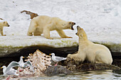 Mother polar bear (Ursus maritimus) and cub-of-the-year disputing then allowing a male bear to feed on a fin whale, Svalbard Archipelago, Norway
