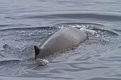 Adult fin whale (Balaenoptera physalus) sub-surface feeding in the rich waters off the Svalbard Archipelago, Norway