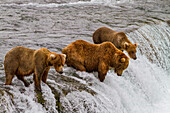 Erwachsene Braunbären (Ursus arctos) auf Lachssuche am Brooks River, Katmai National Park, Alaska, Vereinigte Staaten von Amerika