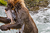 Erwachsene Braunbären (Ursus arctos) auf Lachssuche am Brooks River, Katmai National Park, Alaska, Vereinigte Staaten von Amerika