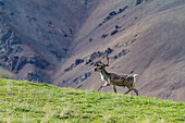 Ausgewachsenes Karibu (Rangifer tarandus) im Denali-Nationalpark, Alaska, Vereinigte Staaten von Amerika