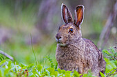 Ausgewachsener Schneeschuhhase (Lepus americanus dalli) im Denali-Nationalpark, Alaska, Vereinigte Staaten von Amerika