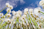 Ein großer Bestand an Arktischer Baumwolle (Eriophorum callitrix) im Denali-Nationalpark, Alaska, Vereinigte Staaten von Amerika