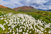 Ein großer Bestand an Arktischer Baumwolle (Eriophorum callitrix) im Denali-Nationalpark, Alaska, Vereinigte Staaten von Amerika