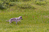 Ausgewachsener Kojote (Canis latrans) im Denali-Nationalpark, Alaska, Vereinigte Staaten von Amerika