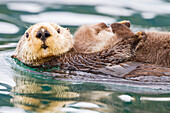 Adult sea otter (Enhydra lutris kenyoni) mother and pup in Inian Pass, Southeastern Alaska, United States of America