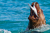 Northern (Steller) sea lion (Eumetopias jubatus) close-up eating a halibut in Southeastern Alaska, United States of America