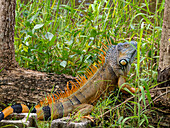Adult male green iguana (Iguana iguana), on New River near Lamanai, Belize
