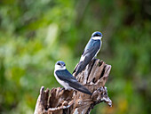 An adult mangrove swallow (Tachycineta albilinea), on New River near the Mesoamerican archaeological site of Lamanai, Belize