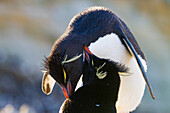Erwachsene Felsenpinguine (Eudyptes chrysocome chrysocome) in der Brut- und Mauserkolonie auf New Island, Falklandinseln