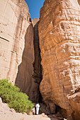People watching Arak tree (Salvadora persica) at the foot of a fault in sandstone wall, Sharaan Nature Reserve, AlUla, Medina Province, Saudi Arabia