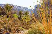 Palm plantation colonized by invasive Sodom apple plant (Calotropis procera), Sharaan Nature Reserve, AlUla, Medina Province, Saudi Arabia