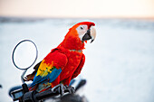 Close-up portrait of a parrot, Macaw, The Maldives, Indian Ocean