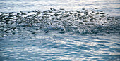 Bank of fish jumping in the sea, The Maldives, Indian Ocean