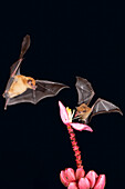 Two Orange nectar bats (Lonchophylla robusta) hovering and drinking nectar from wild red banana flower (Musa velutina) in rain forest, Costa Rica