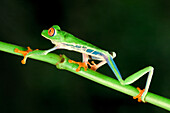 Red-eyed tree frog (red-eyed leaf frog) (Agalychnis callidryas) walking over a branch, Costa Rica