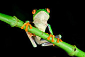 Red-eyed tree frog (red-eyed leaf frog) (Agalychnis callidryas) on a branch, Costa Rica