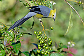 Long-tailed Silky-flycatcher (Ptiliogonys caudatus) feeding on Twoleaf nightshade berries, Costa Rica